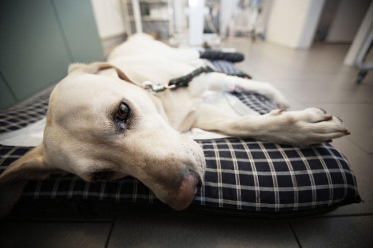 Espondilosis en perros
