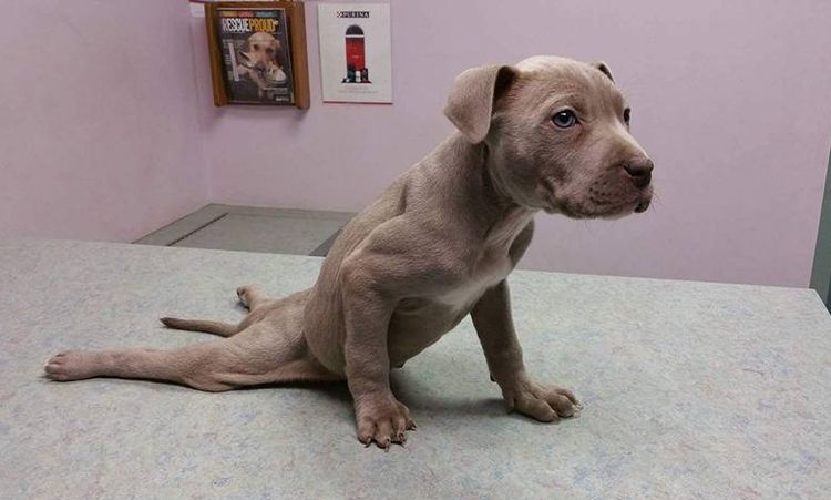 A un cachorro se le doblan las patas traseras