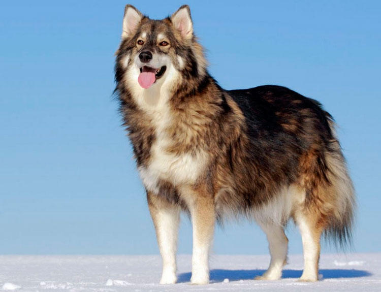 perro lobo Utonagan