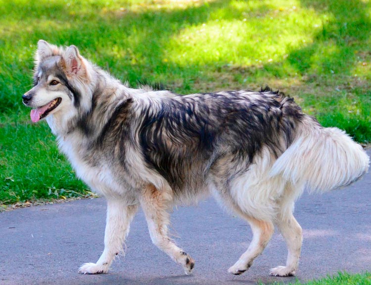 perro Utonagan