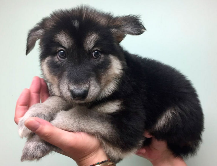 Cachorro de Utonagan