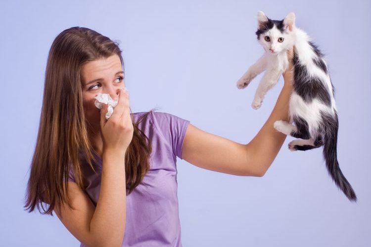 Alergia a los gatos