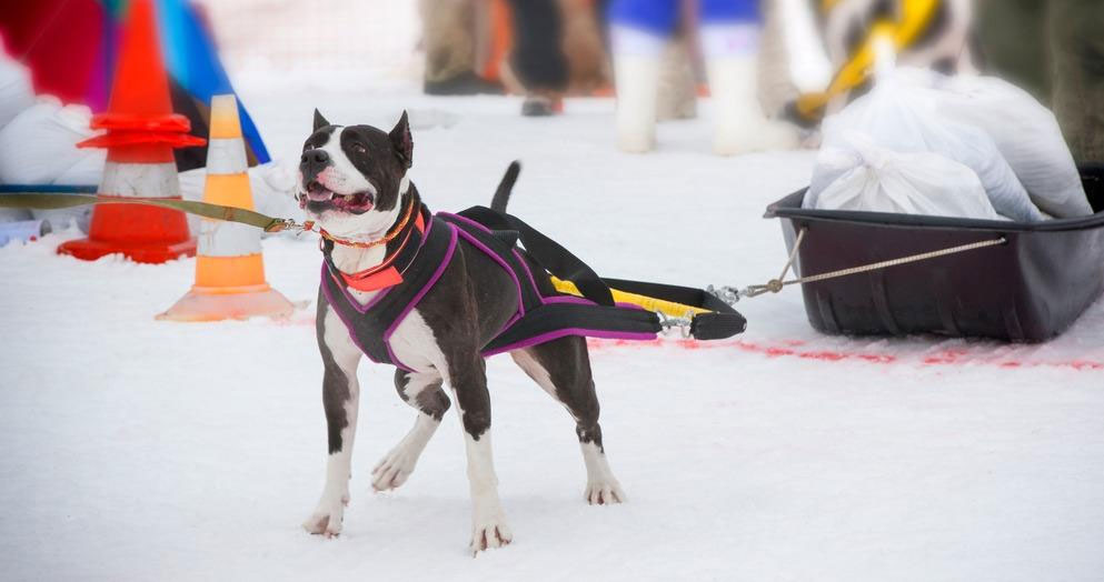 Weight pulling sobre nieve