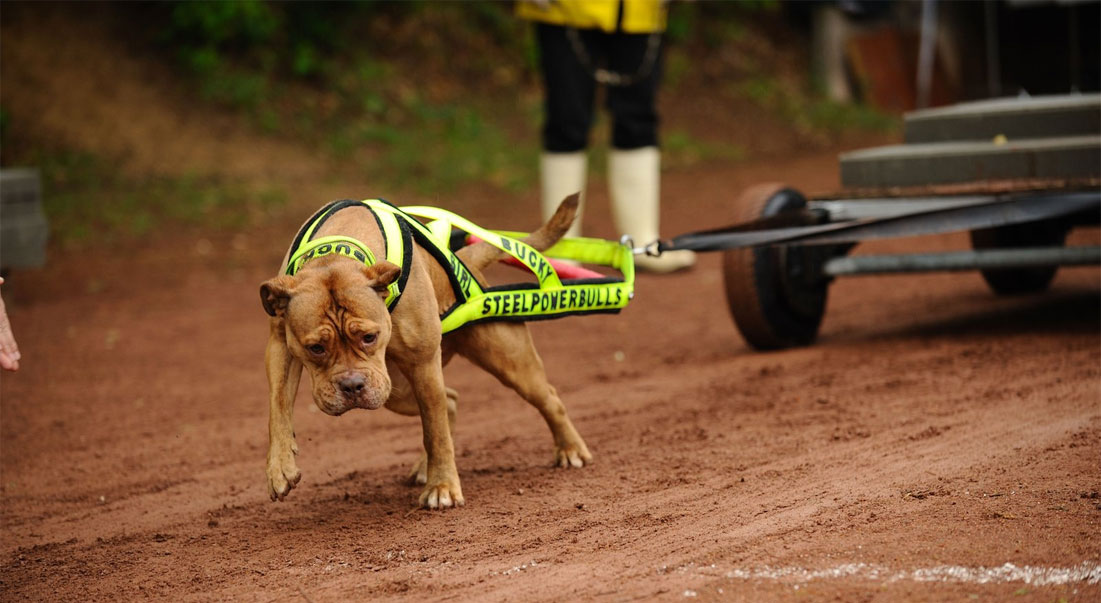 Weight pulling - deporte para perros