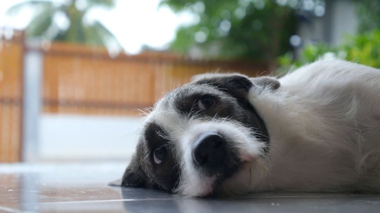Neumonía en el perro