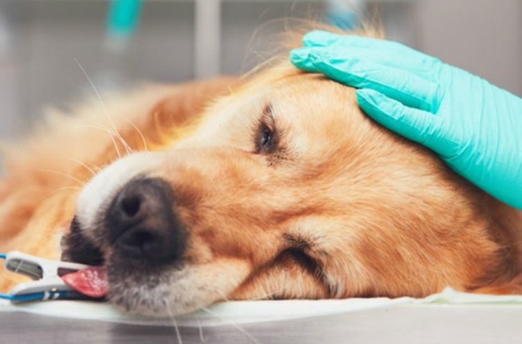Perro hospitalizado