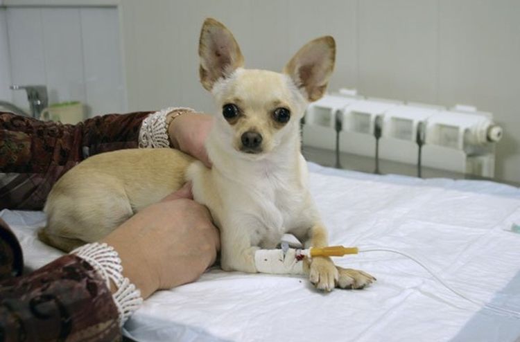 Terapia de infusión (goteros) para el perro