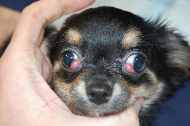 Vorfall des dritten Augenlids beim Hund