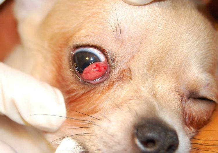Adenom beim Hund