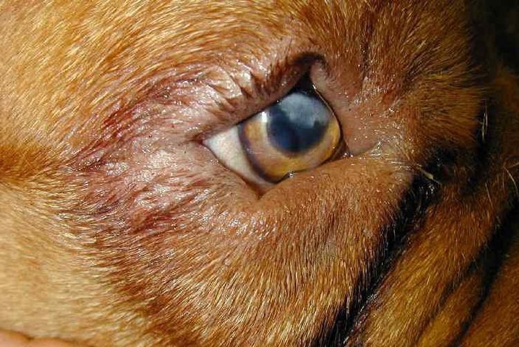 Entropium des dritten Augenlids beim Hund