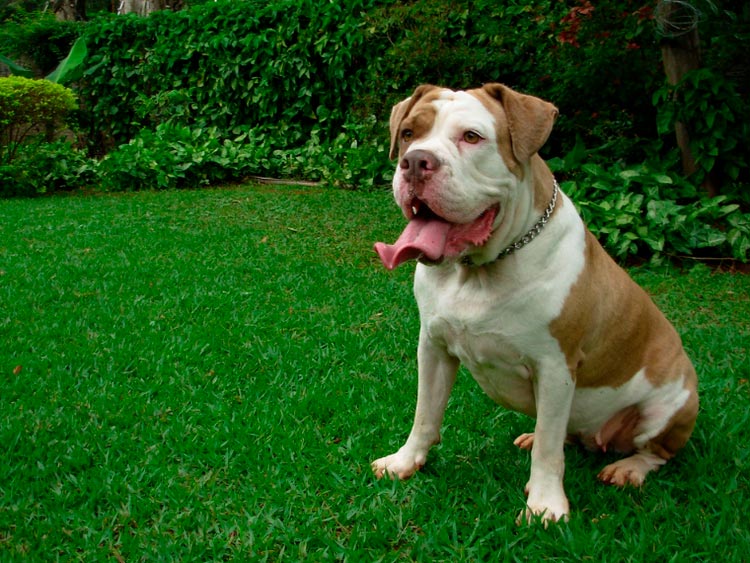 bulldog brasileño campeiro