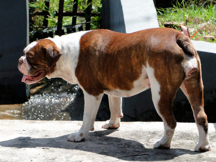 raza de perros buldog brasileño