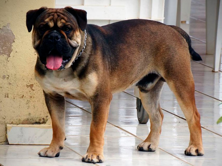 perro de raza buldog brasileño