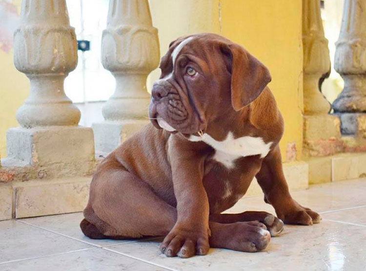 cachorro de bulldog brasileño