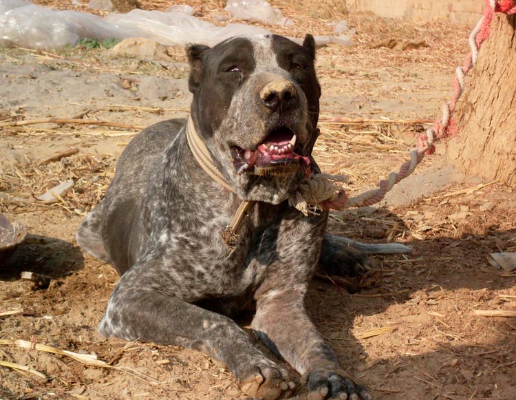 perro de raza Bully Kutta