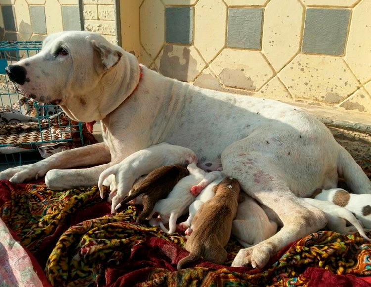 Mastín pakistaní con cachorros