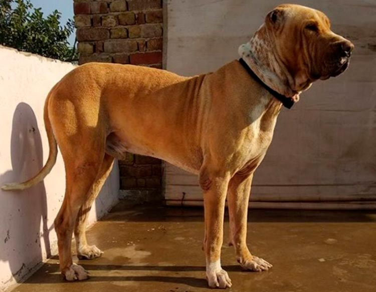 Bully Kutta rojizo
