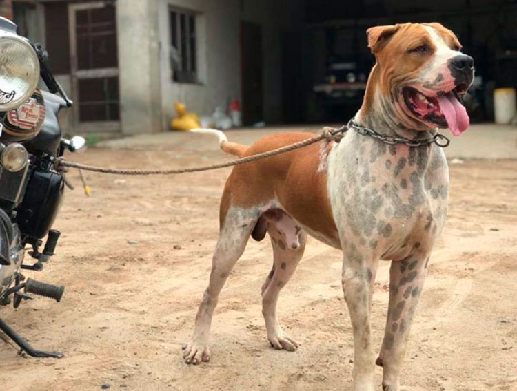 Gul Dong (Bulldog paquistaní) foto