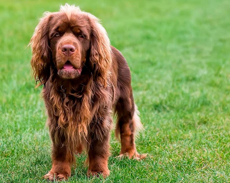 raza de perro Sussex Spaniel