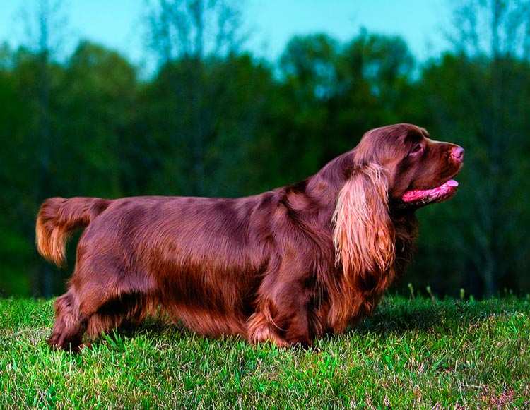 estándar del Sussex spaniel
