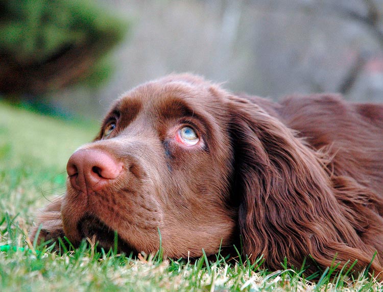 perro de raza Sussex spaniel
