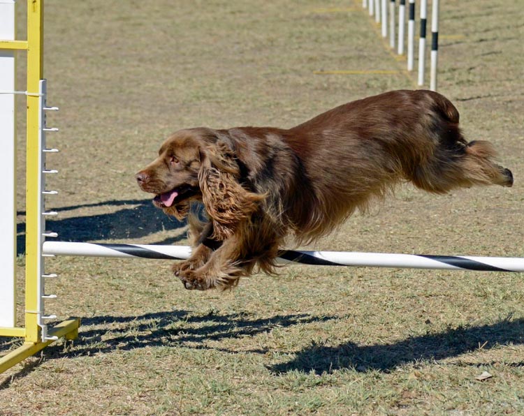 Sussex Spaniel en agility