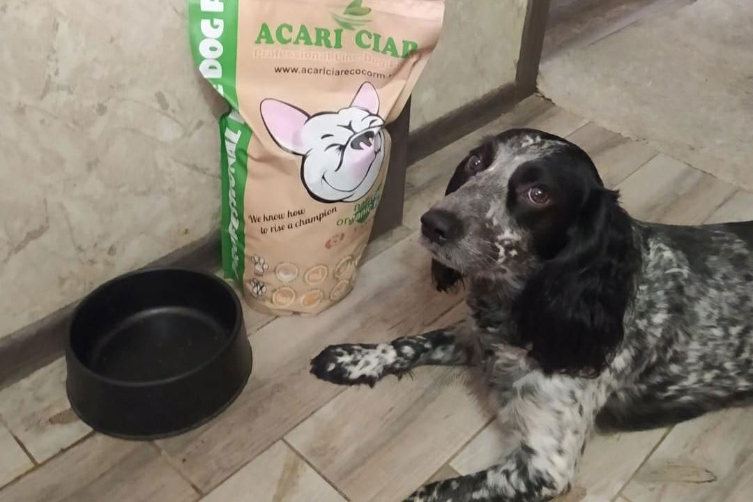 acari ciar y cocker spaniel