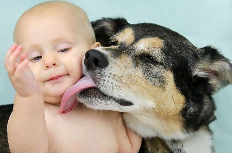 El perro lame la cara del niño