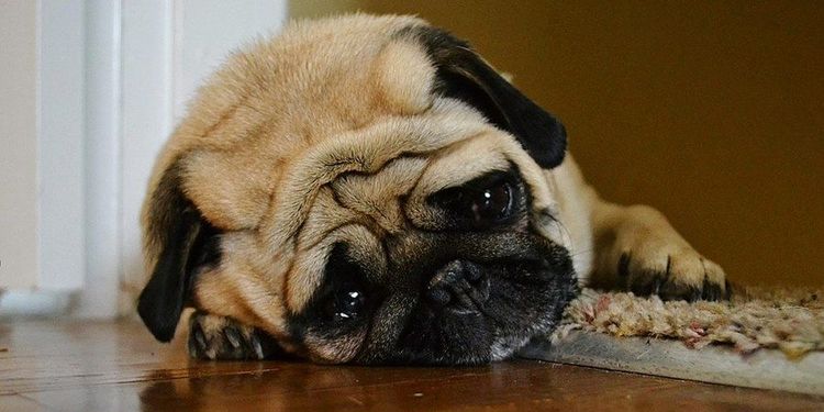 Carlino triste