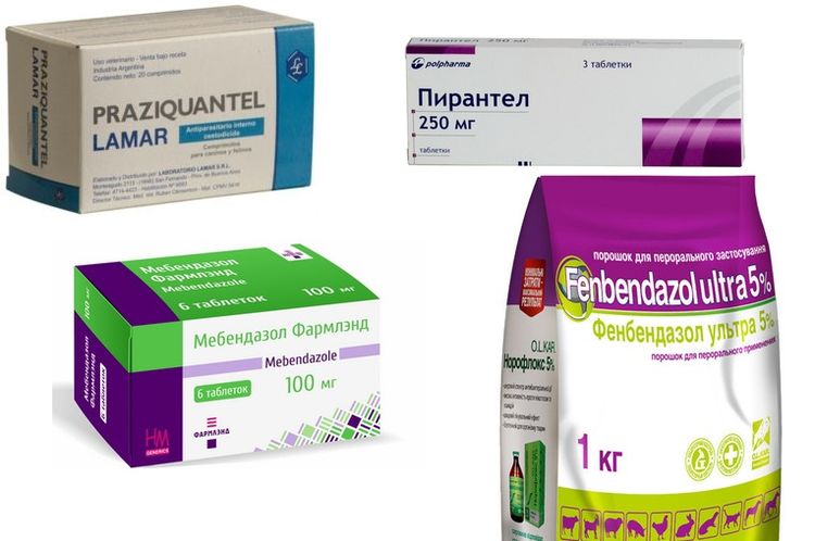 Tratamiento de la anquilostomiasis en perros
