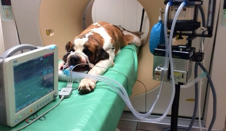 Tratamiento de la ascitis en perros