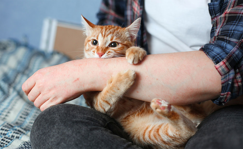 cómo puede cambiar el tono de la nariz de la gata