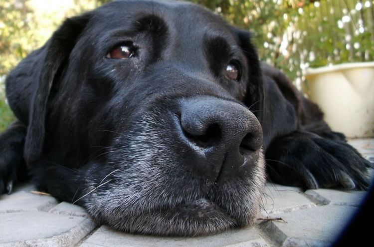 Lyme-Borreliose bei Hunden