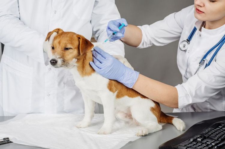 Behandlung der Lyme-Borreliose bei Hunden