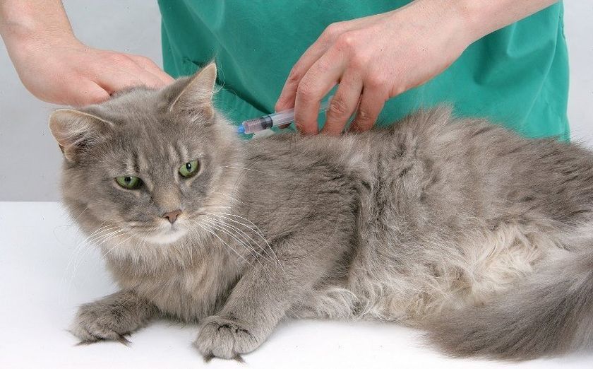 La gata en el veterinario