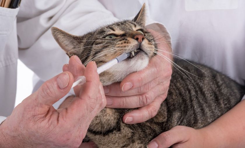 Medicamento para el gato