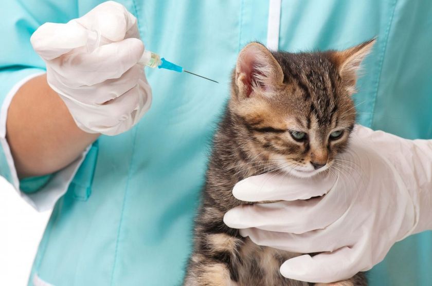 Inyección para el gato