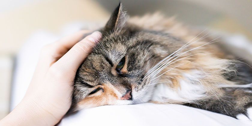 Gato enfermo