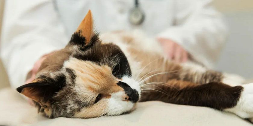 Bordetelosis en gatos