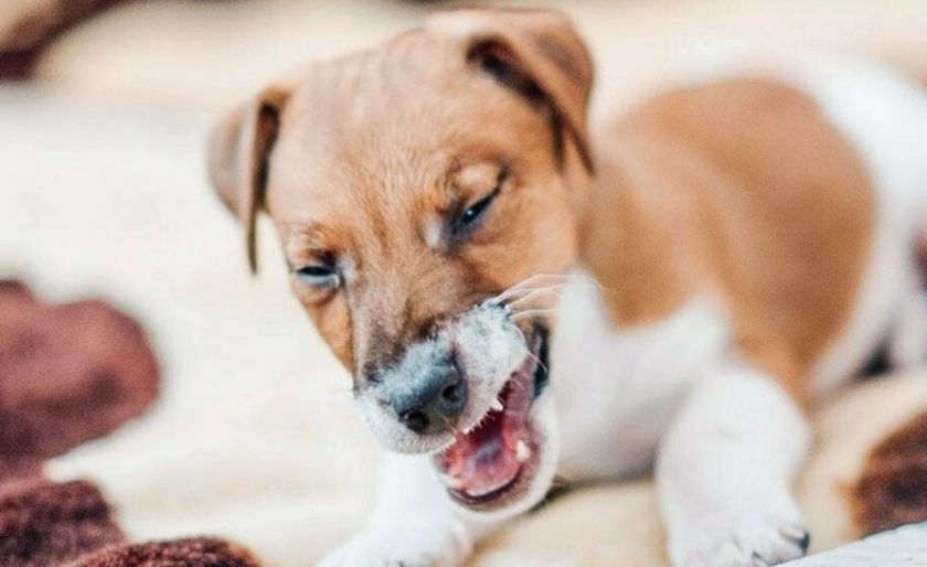 El perro tose.