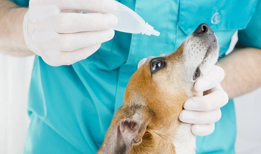 Tratamiento del perro.