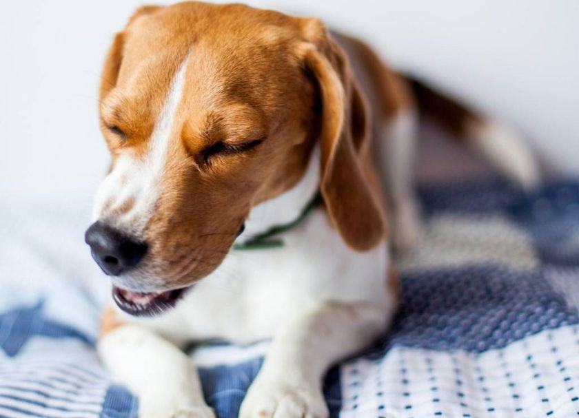 El perro estornuda