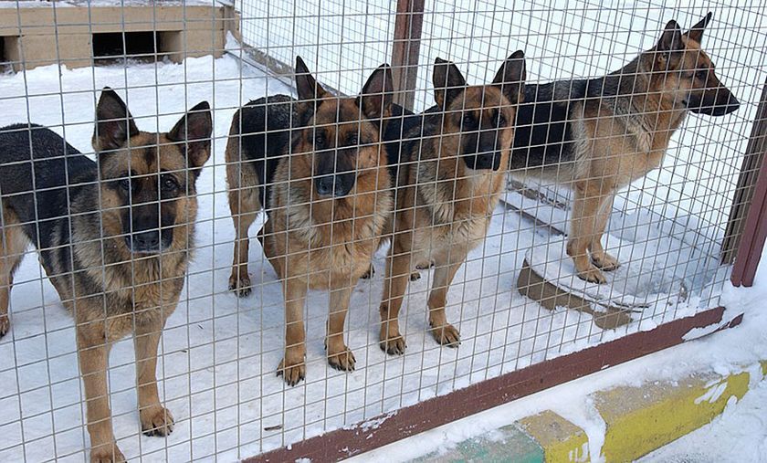 Perros en el recinto.