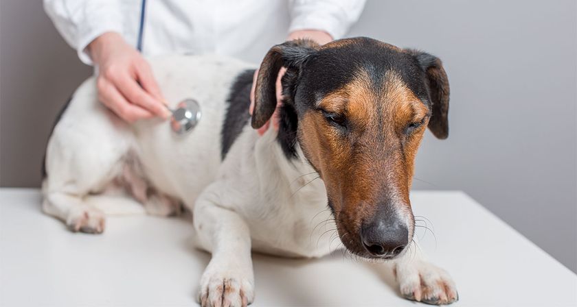 Perro en el veterinario