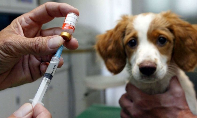 Vacunación de perros