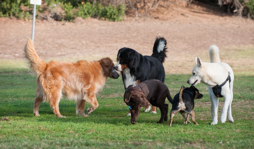 Perros paseando