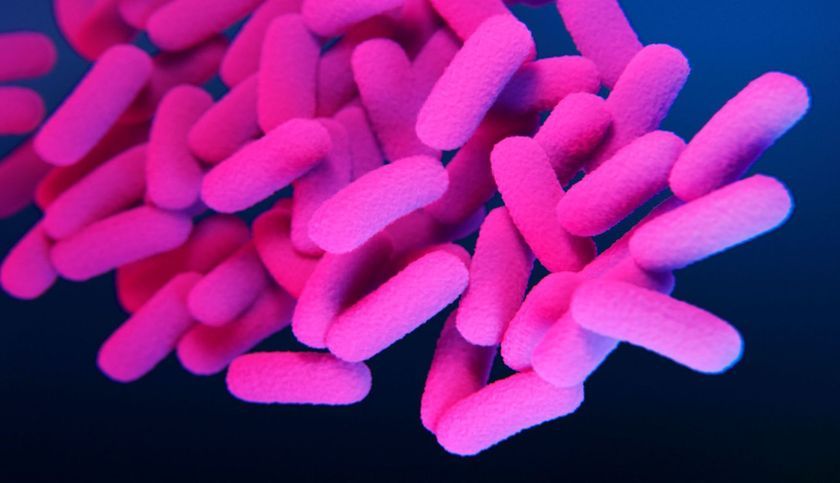 Bacteria Bordetella bronchiseptica
