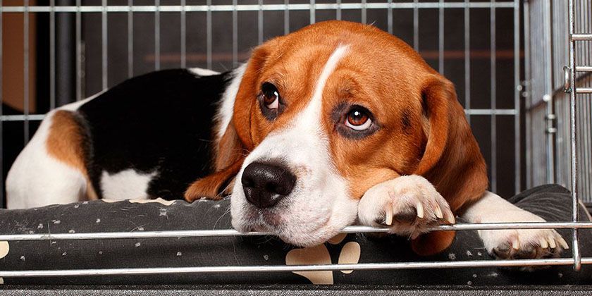 Bordetelosis en perros