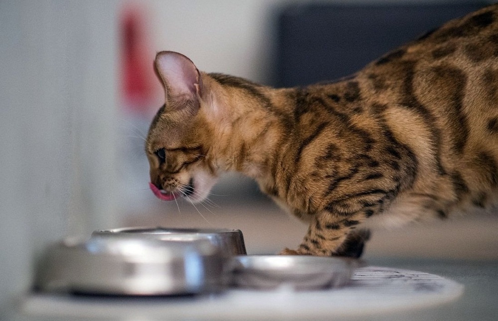 Gato bengalí junto al cuenco