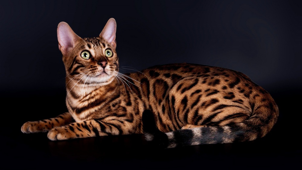 Gato bengalí